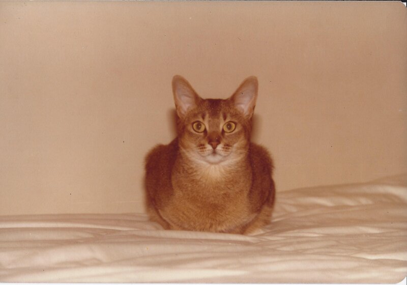 Brown Cat Sitting
