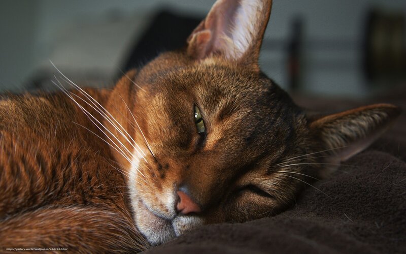 Brown Cat Sleeping — Calm, Photograph, Whiskers