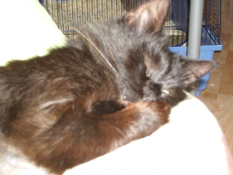 Brown Cat Sleeping — Calm