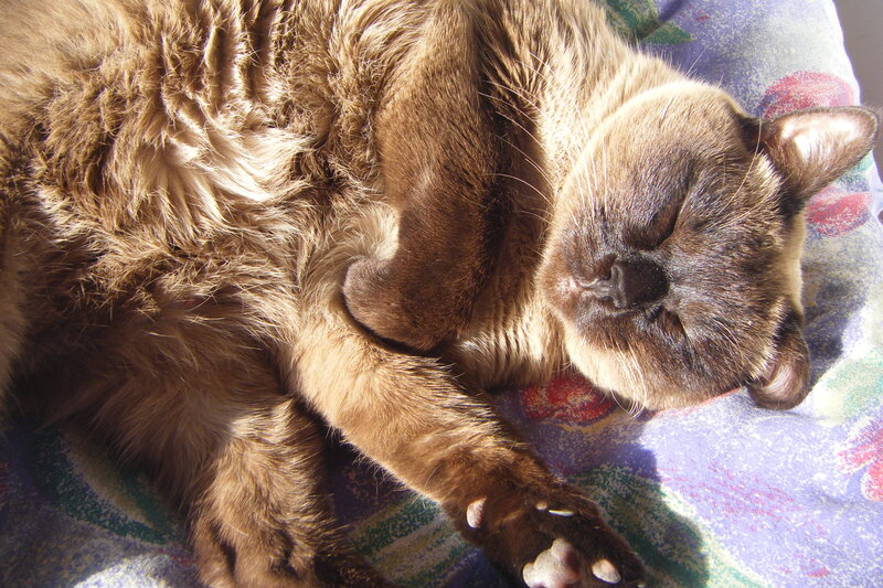 Brown Cat Sleeping — Peaceful