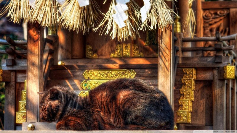 Brown Cat Sleeping — Serene