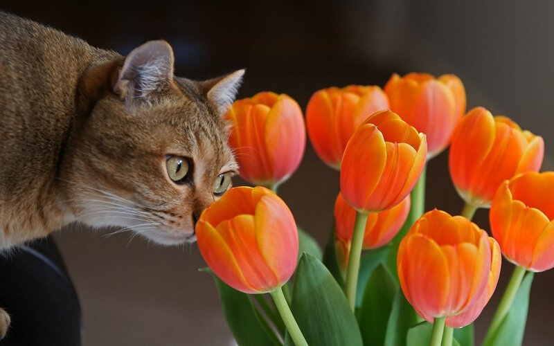 Brown Cat Sniffing Tulips — Orange, Calm