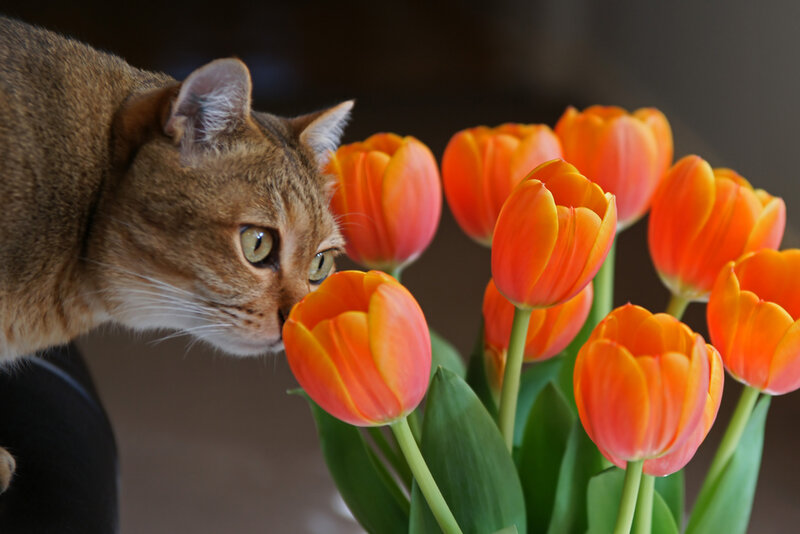 Brown Cat Sniffing Tulips