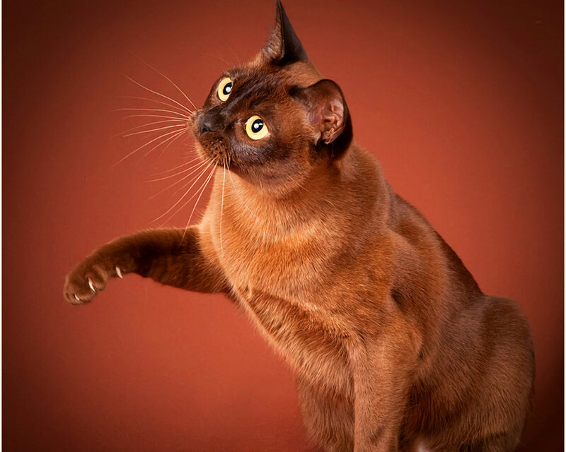 Brown Cat Standing — Alert