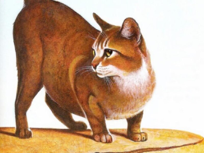 Brown Cat Standing