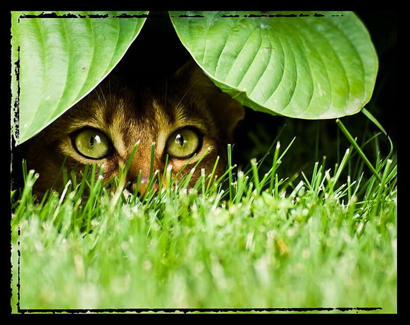 Brown Cat under Leaves