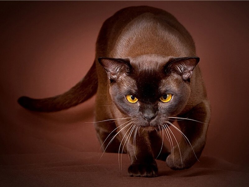 Brown Cat Walking