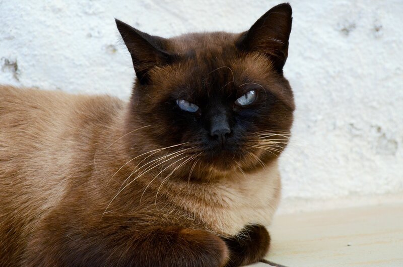 Brown Cat with Blue Eyes — Calm, Afternoon