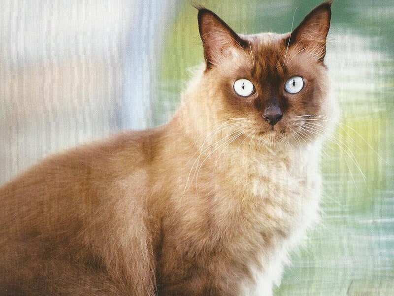 Brown Cat with Blue Eyes — Calm