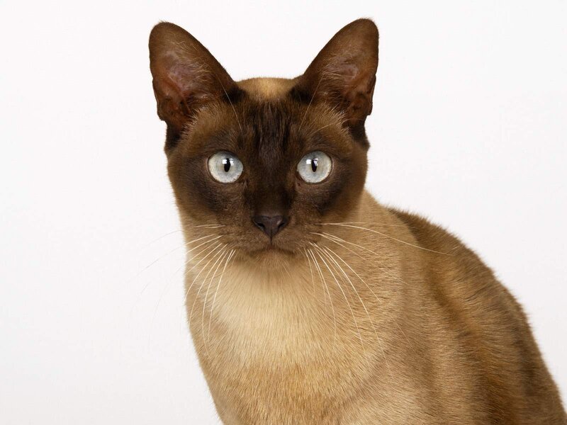 Brown Cat with Blue Eyes