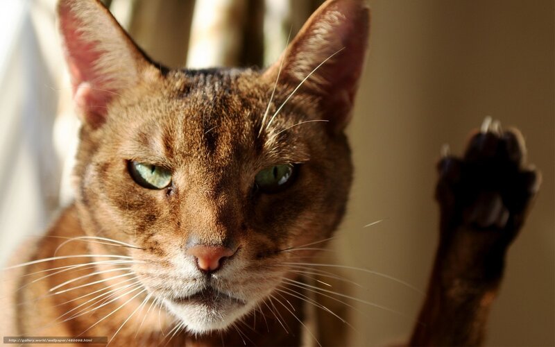 Brown Cat with Green Eyes — Calm, Afternoon, Photograph