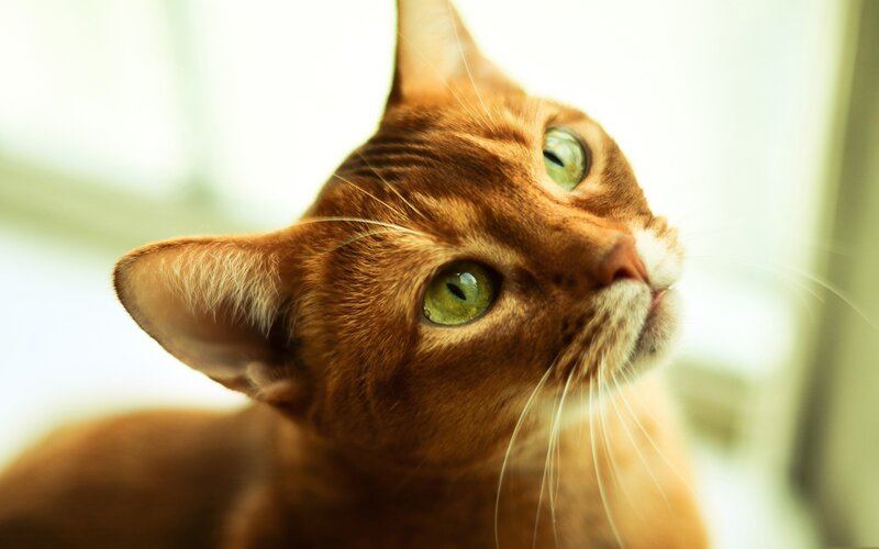 Brown Cat with Green Eyes — Calm, Morning, Photograph