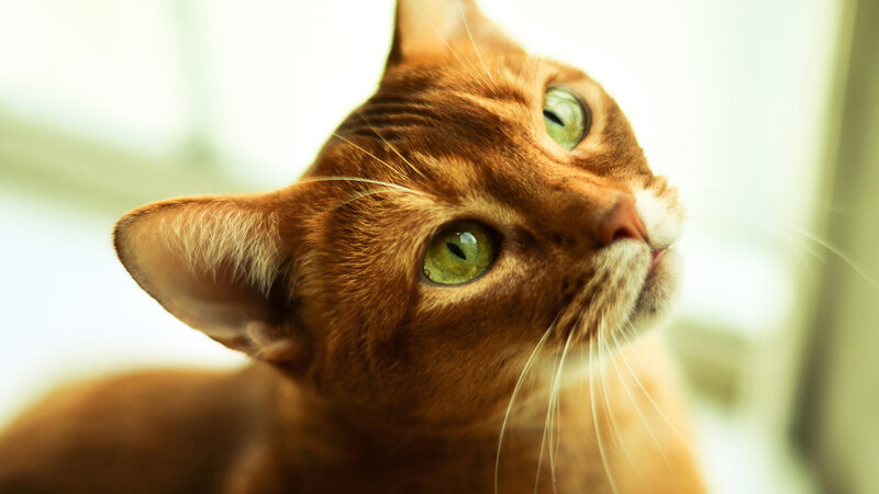 Brown Cat with Green Eyes — Calm, Morning