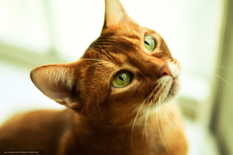 Brown Cat with Green Eyes — Calm, Photograph, Whiskers