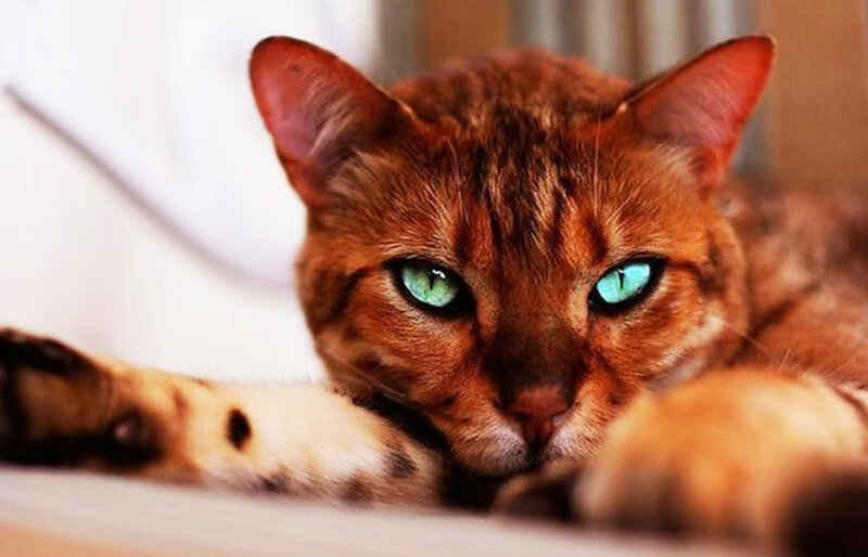 Brown Cat with Green Eyes — Calm