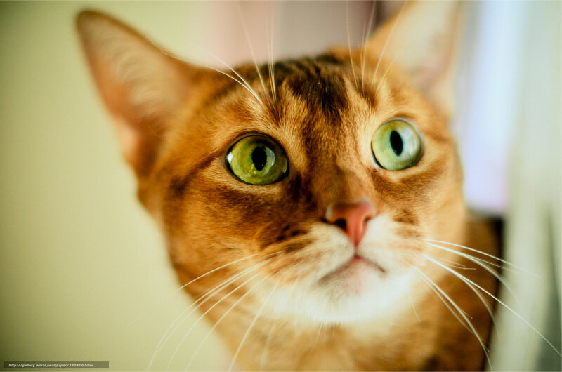 Brown Cat with Green Eyes — Curious, Photograph, Whiskers, Nose