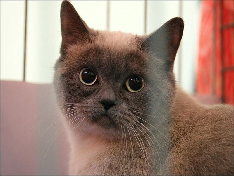 Brown Cat with Large Eyes