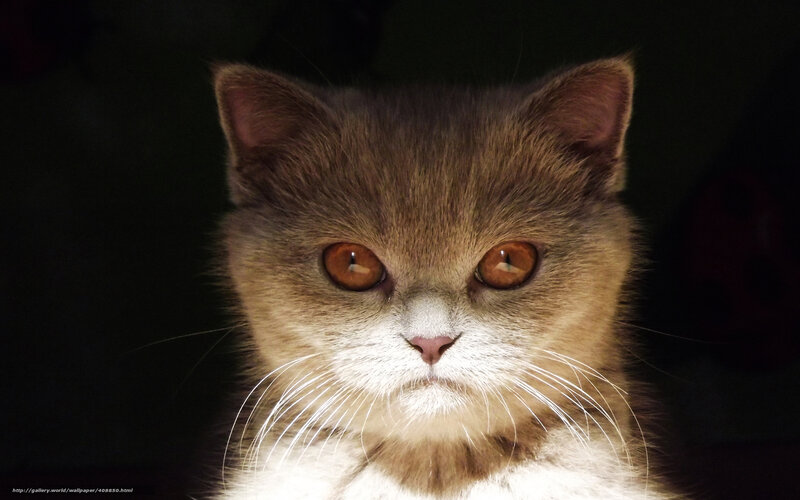 Brown Cat with Orange Eyes