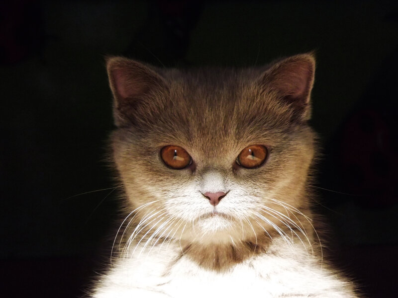 Brown Cat with White Chest