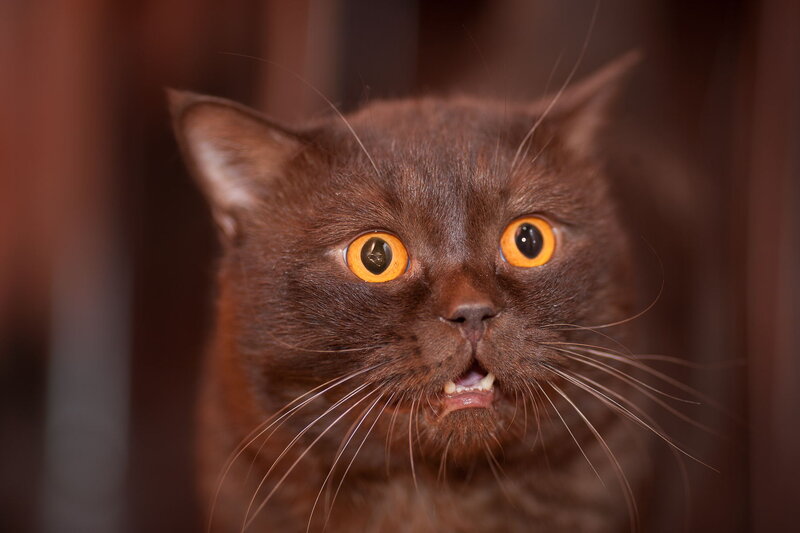 Brown Cat with Wide Eyes