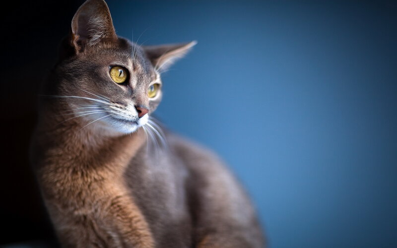 Brown Cat with Yellow Eyes — Dramatic, Photograph