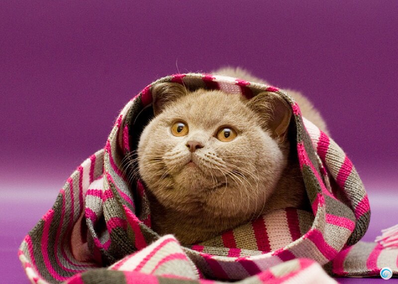 Brown Cat Wrapped in Scarf