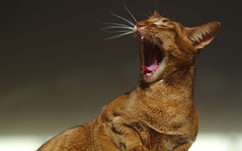 Brown Cat Yawning