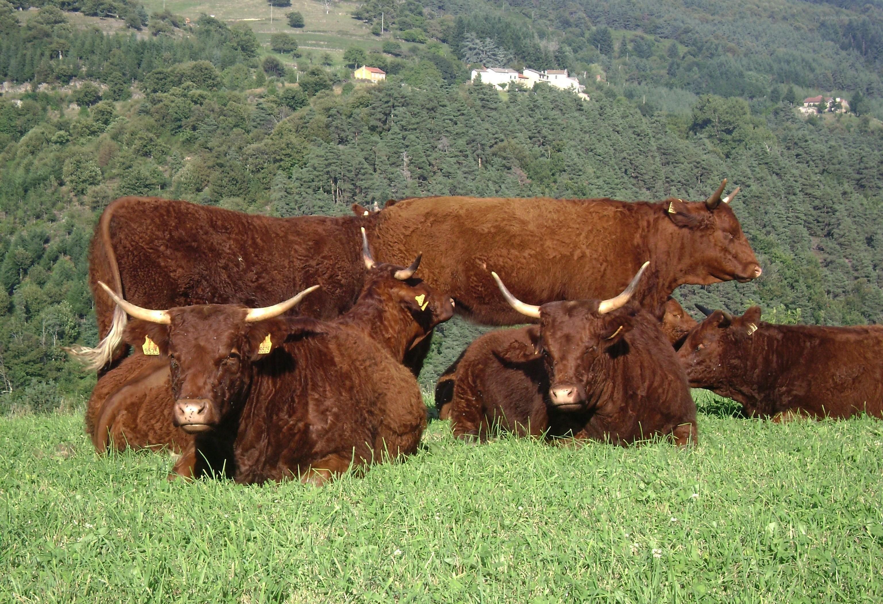 Brown cattle in a green field