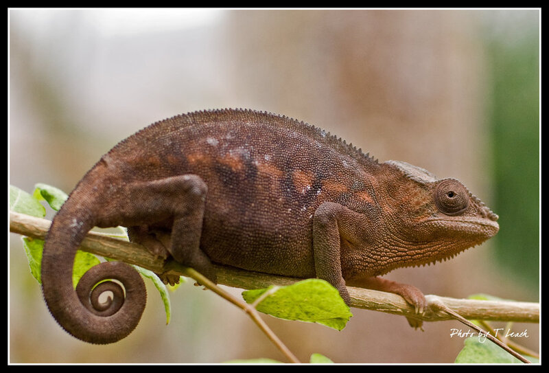 Brown Chameleon on Branch