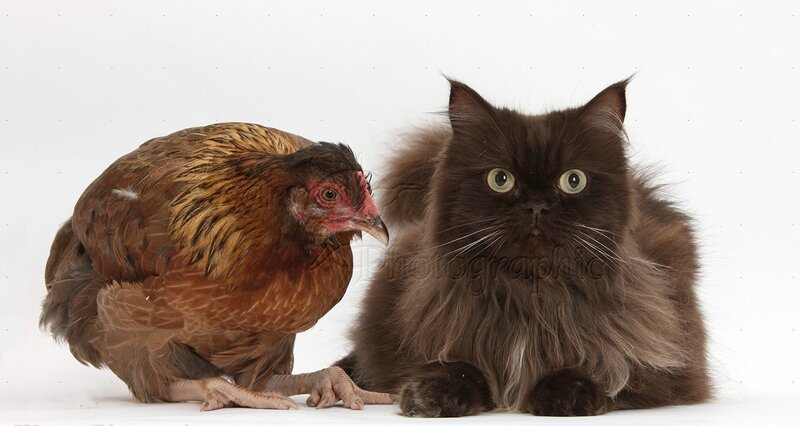Brown Chicken and Cat