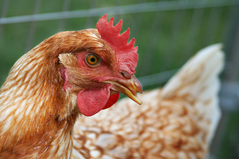 Brown Chicken Head — Neutral