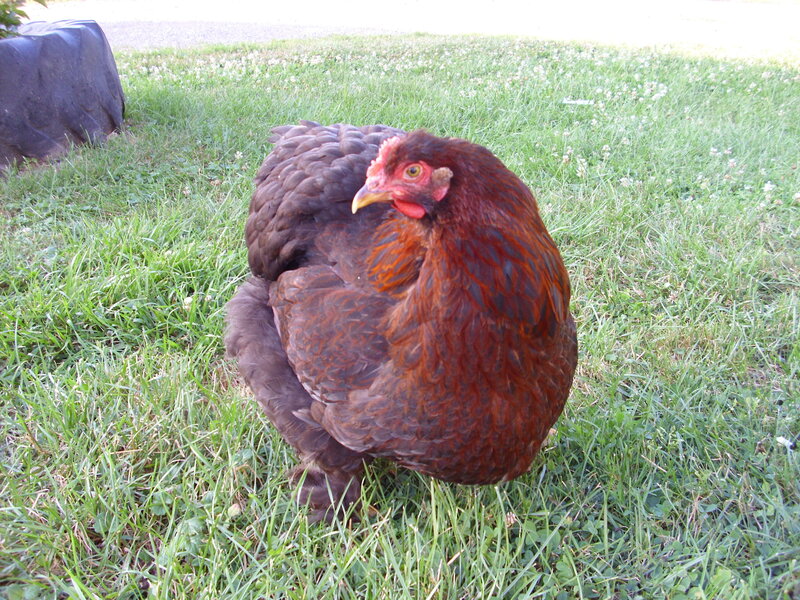Brown Chicken in Grass