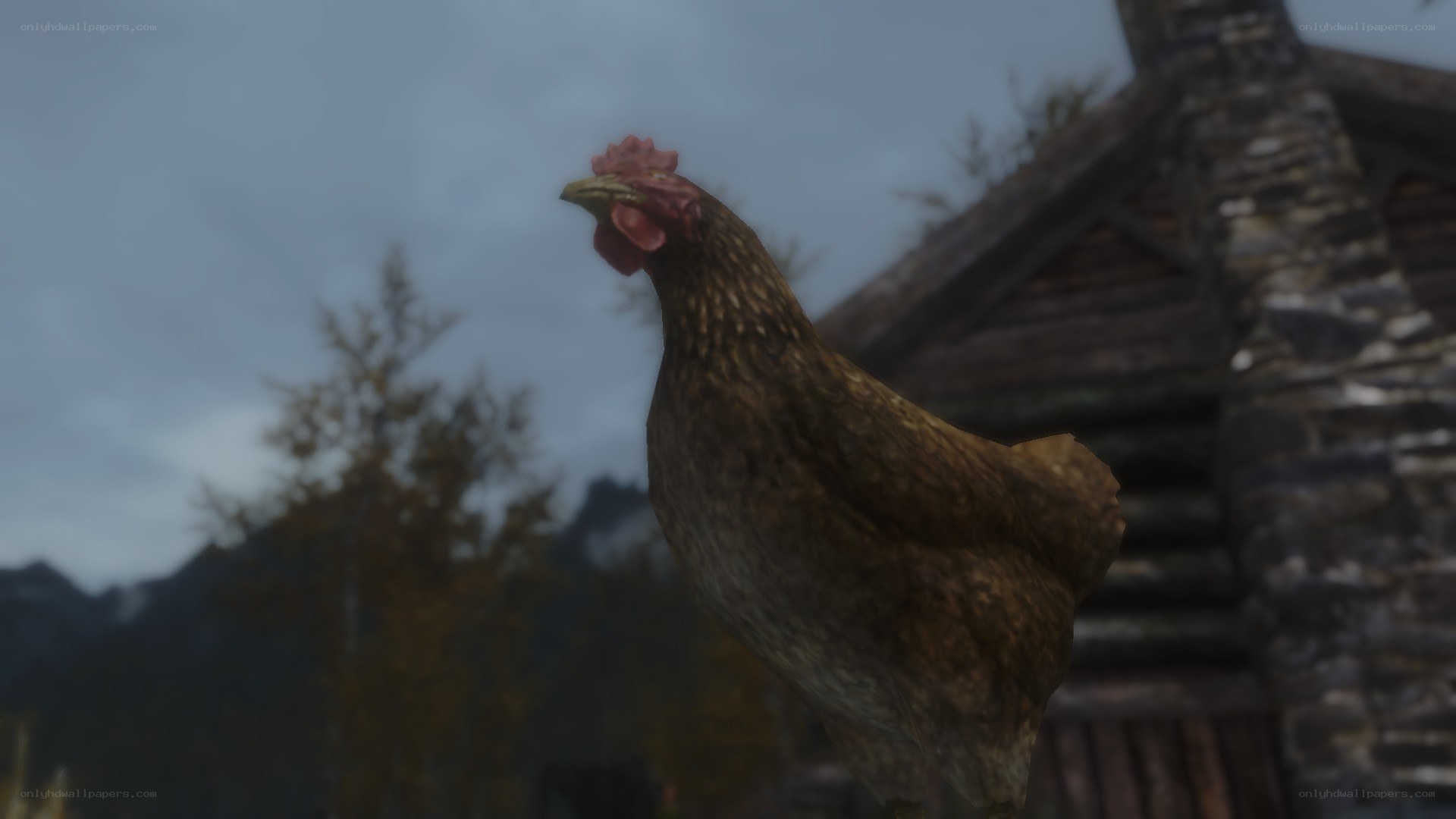 brown chicken in village