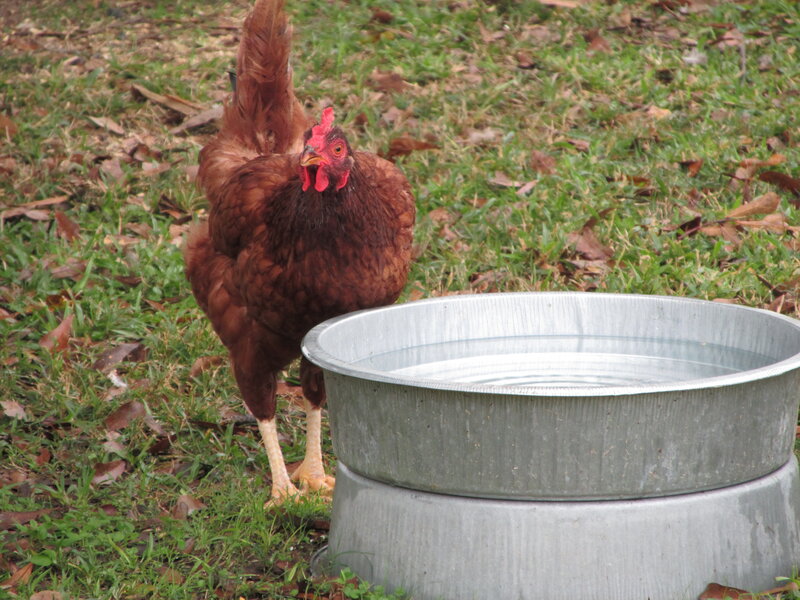 Brown Chicken Near Water Bowl