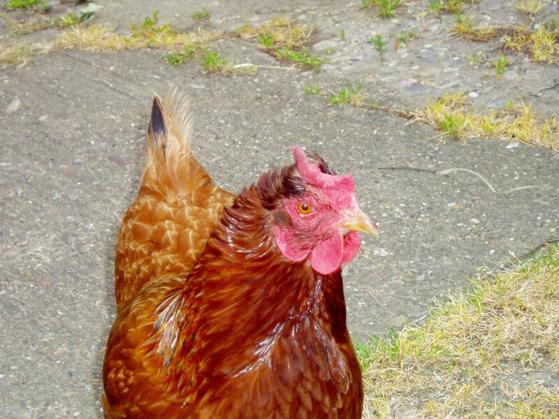 brown chicken on pavement