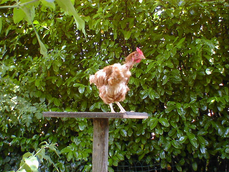 Brown Chicken on Perch