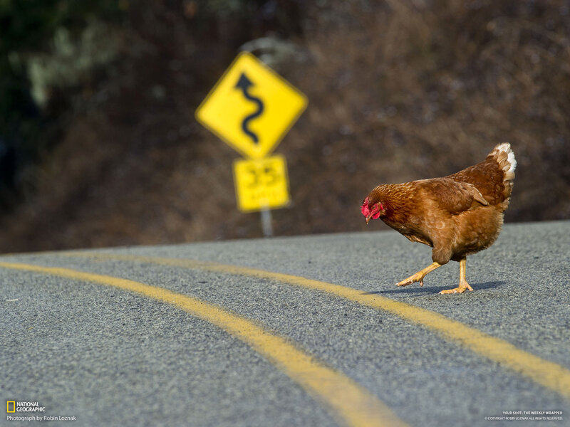 Brown Chicken on Road