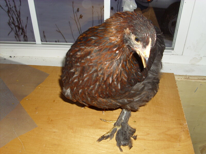 Brown Chicken on Wood