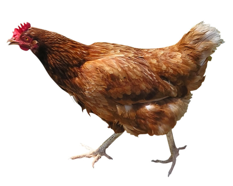 Brown Chicken Walking