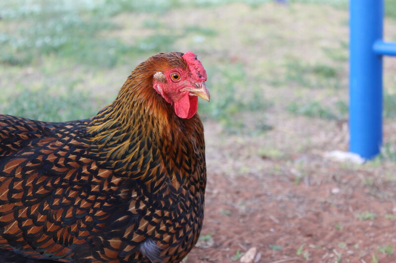 Brown Chicken with Red Comb — Calm