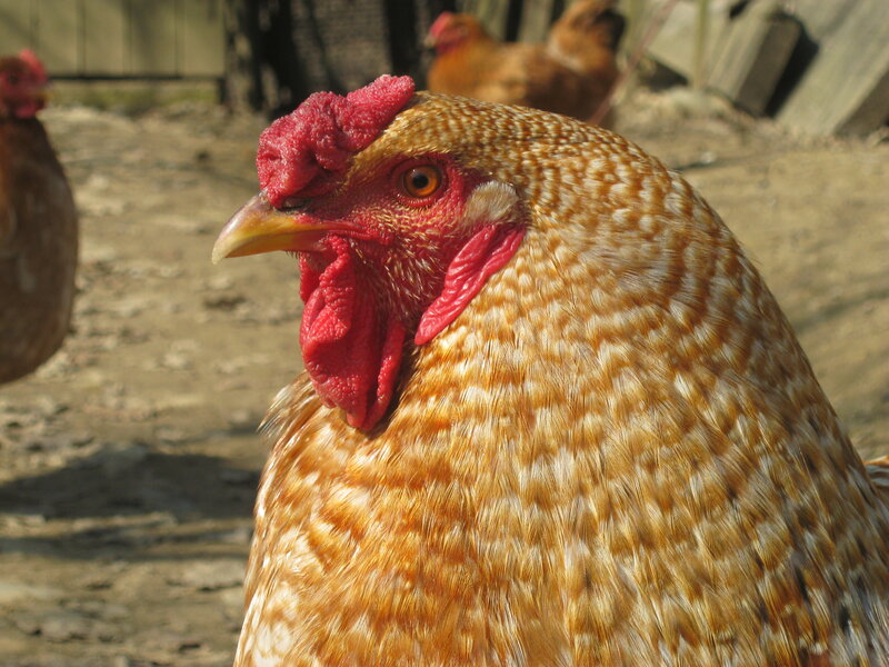 Brown Chicken with Red Comb