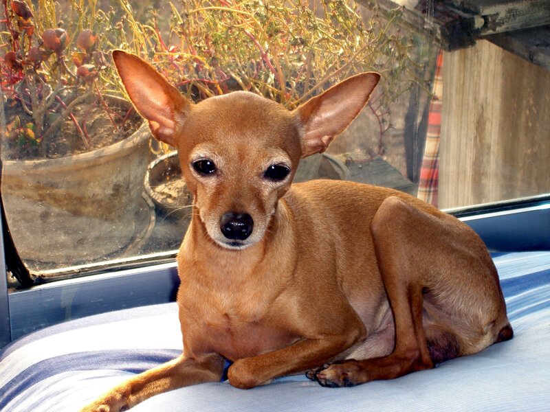 Brown Chihuahua Dog — Calm, Afternoon