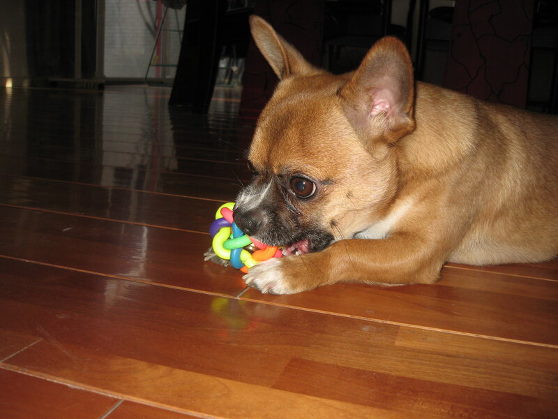 Brown Chihuahua Dog — Calm