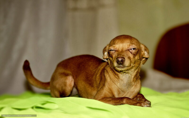 Brown Chihuahua Dog — Relaxed