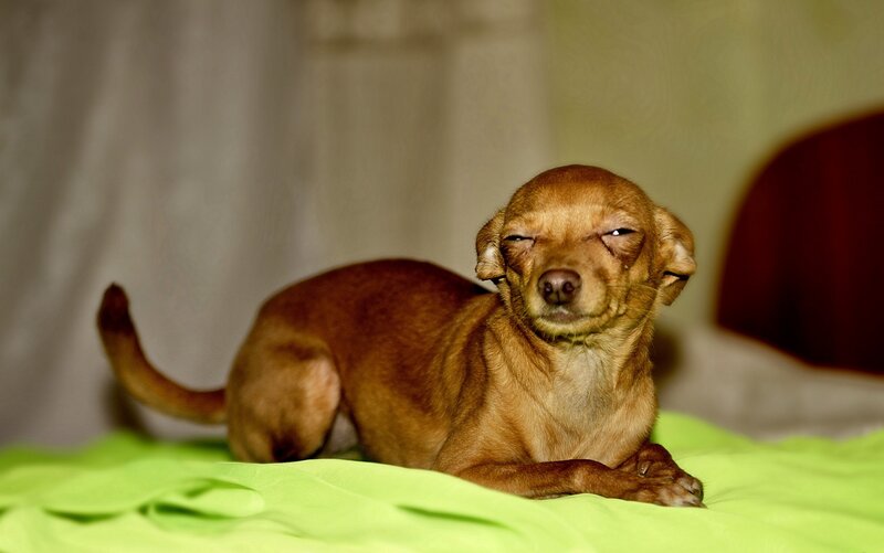 Brown Chihuahua Dog