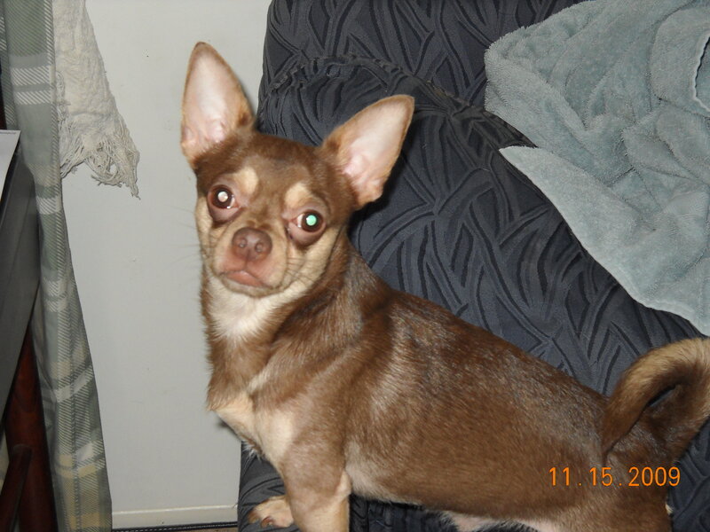 brown chihuahua on couch