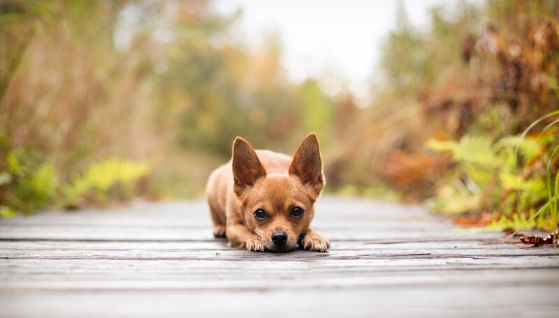 Brown Chihuahua Puppy — Calm