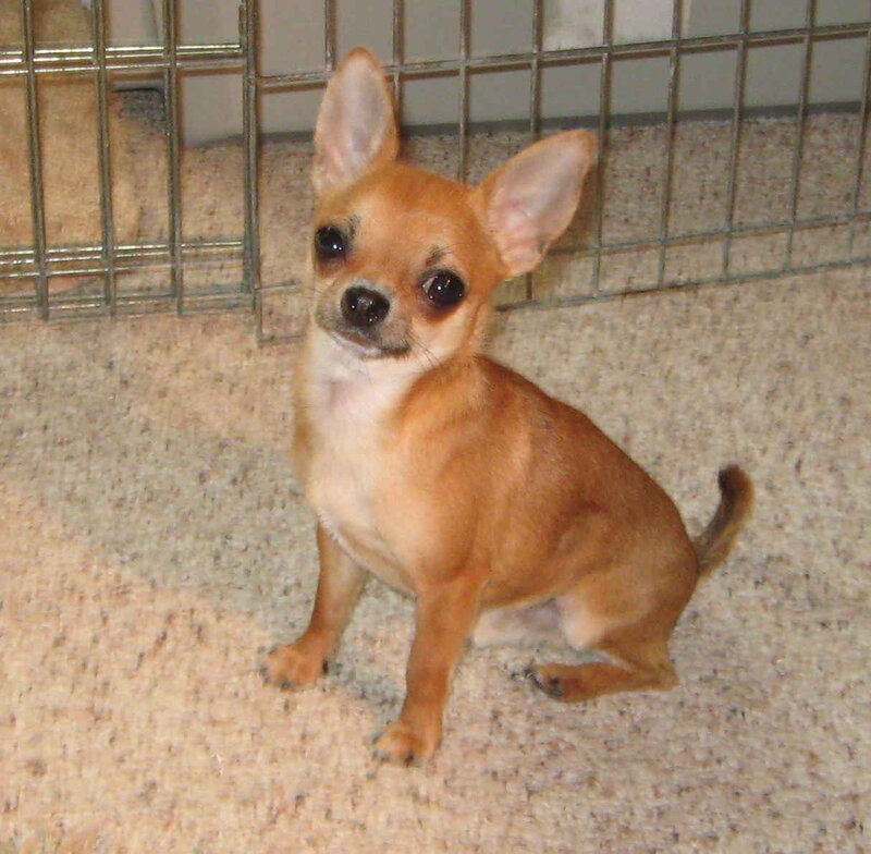 Brown Chihuahua Puppy