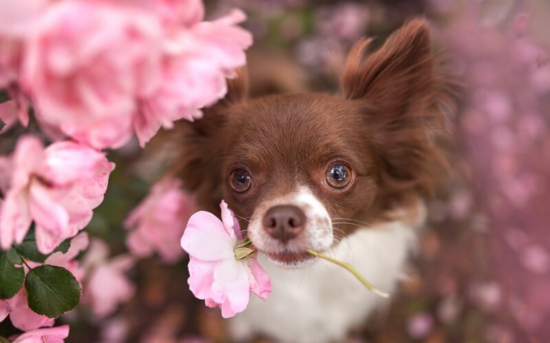 Brown Chihuahua with Flower