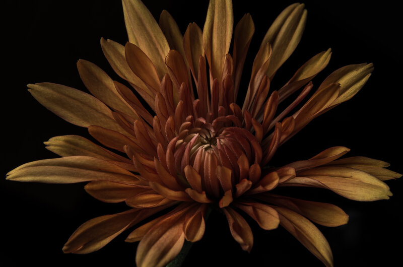 Brown Chrysanthemum Flower